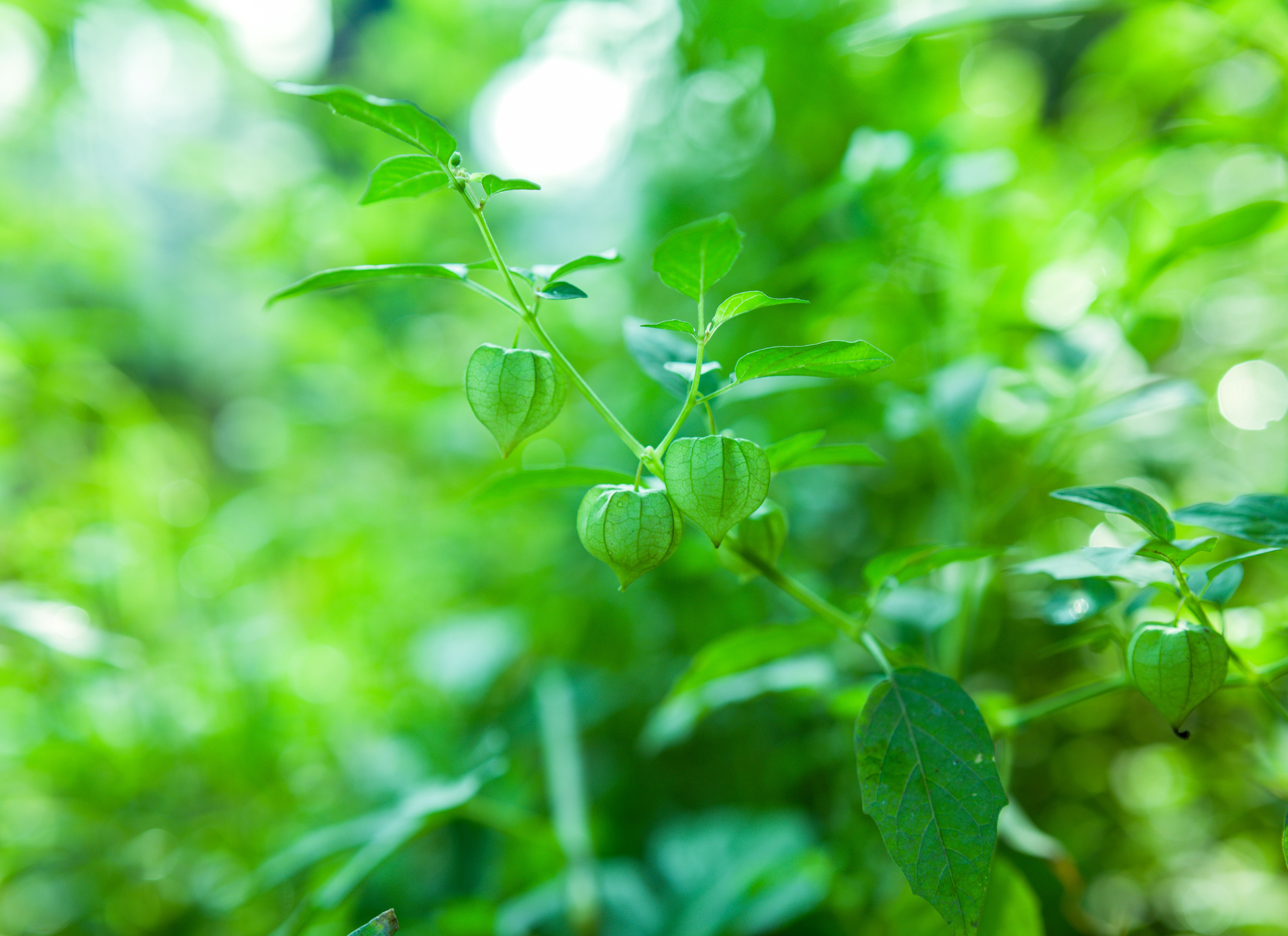 ashwagandha kopen waar moet je op letten superfoodmarkt.nl